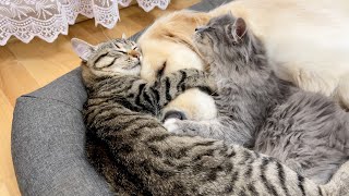 Two Adorable Kittens Love a Golden Retriever Cutest ever [upl. by Abell]