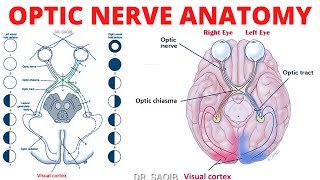 Optic Nerve Anatomy  Cranial Nerve 2 Anatomy  Clinicals of CN 2 [upl. by Yoj135]