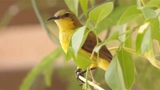 Beautiful Olive Backed Sunbird Call At HDB Corridor Singapore [upl. by Yrian]