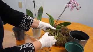 Orchid Care Trick  How to Save Your Potted Orchid From Dying [upl. by Notneb]