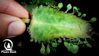 How to Grow Kalanchoe amp Succulent plants  Bryophyllum [upl. by Zita]