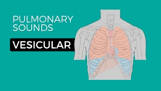 01  Normal Lung Sounds  Vesicular breath sounds [upl. by Thunell995]