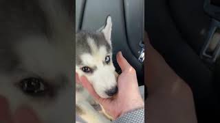 Husky Puppies Are The Cutest [upl. by Cynthie302]