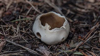 Piestrzyca sosnowa Helvella leucomelaena [upl. by Nuahsor]