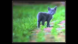 venturesome little grey cat theme song [upl. by Meldoh858]