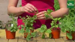 How to pinch out bedding plants with Van Meuwen [upl. by Oterol482]