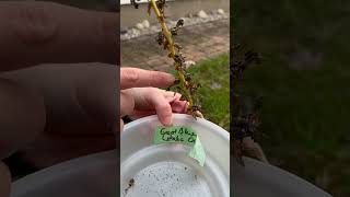 How to harvest Great Blue Lobelia Lobelia siphilitica seeds [upl. by Glogau800]