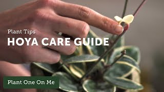 HOYA CARE amp Propagation — Ep 112 [upl. by Fellows]