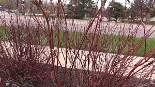 Pruning Redtwig Dogwood [upl. by Seidel]