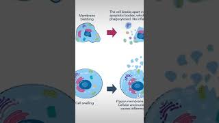 Apoptose einfach erklärt biology schule abitur lehrer [upl. by Goebel709]