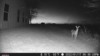 WOSPORTS G600 Trail Camera Image amp Video Examples [upl. by Agatha]