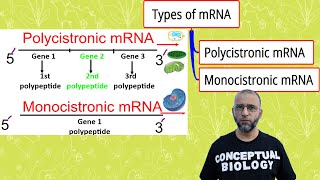 Polycistronic mRNA amp Monocistronic mRNA with Dr Sohail Jamil Qureshi l MDCAT Biology l AP Biology [upl. by Haleelahk]