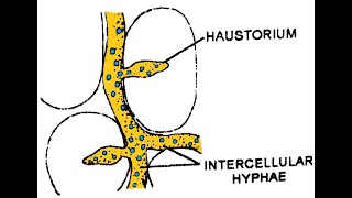 Phytophthora infestans Morphology of thallus [upl. by Akerdnahs247]