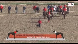 Final del campeonato de España de Galgos en Campo 03022017 [upl. by Annice]