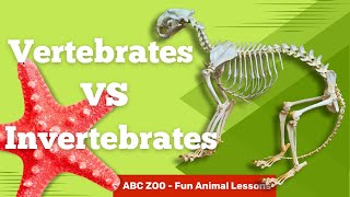 Classify Invertebrates and Vertebrates Fun Learning for Kids  ABC Zoo Fun Animal Lessons [upl. by Yrot]