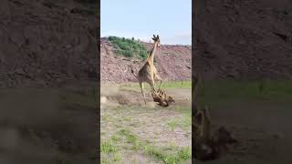 Giraffe vs lion 300 rounds of animal battles closeup of wild animals the wildness of nature [upl. by Adnoval]