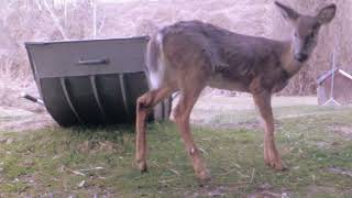 Limping Enervated White Tail Deer is OKAY Four Katonah Critters [upl. by Jerad]