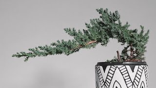 Quick basic beginners guide to Juniper tree care  Juniper bonsai tree care for beginners [upl. by Norman673]