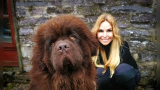 THE NEWFOUNDLAND DOG  WORLDS MOST POWERFUL WATER DOG [upl. by Leirej]