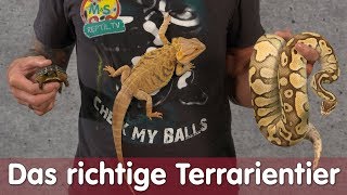 Reptil TV  Folge 106 – Das richtige Terrarientier [upl. by Lehsreh]