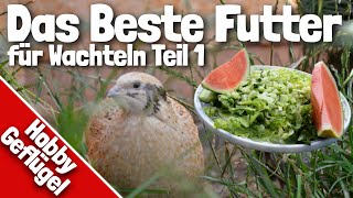 Das Beste Futter für Wachteln  Teil 1  Äste Salat und Obst [upl. by Jeffcott253]