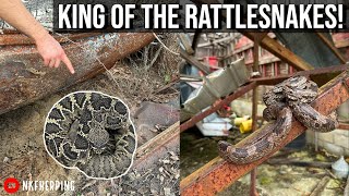 Flipping Tin in Search of the Worlds Largest Rattlesnake Species Georgia Herping Spring 2023 [upl. by Lama]