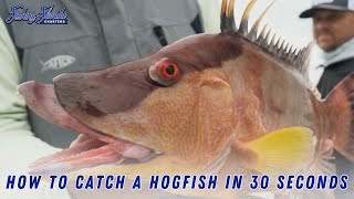 How To Catch A Hogfish In 30 Seconds  Fishing Florida Charters [upl. by Gnuy]