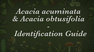 Identification Guide  Acacia acuminata amp Acacia obtusifolia [upl. by Suoivatnom]