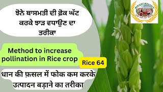 Methods to increase pollination percentage ਝੋਨੇ ਦੀ ਫੋਕ ਘੱਟ ਕਰਨ ਲਈ ਧਿਆਨ ਦੇਵੋ। [upl. by Siulesoj]