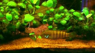 Pelvicachromis rubrolabiatus WF1 [upl. by Pufahl467]