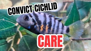 Convict Cichlid Care [upl. by Goldshell]