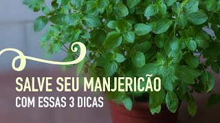 Como cultivar MANJERICÃO em VASO e como PODAR [upl. by Nej]