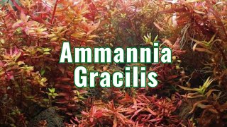 Ammannia Gracilis  Aquarium Plant Info [upl. by Nosreve]