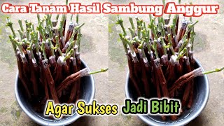 Cara Tanam Bibit Anggur Hasil Grafting‼️Agar 100 Sukses Jadi Bibit ✅ [upl. by Wynn]