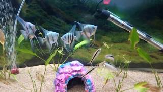 What to feed Freshwater Angelfish [upl. by Acinot]