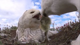 Snowy Owl getting fresh food on time [upl. by Annawak]