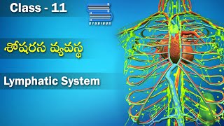 శోషరస వ్యవస్థ  Lymphatic System  Body Fluids and Circulation  Class 11 Biology  Studious Telugu [upl. by Jeffrey]