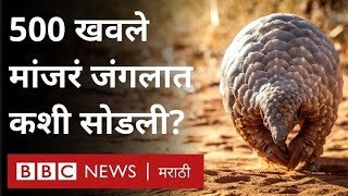 Pangolins  खवले मांजर वाचवण्यासाठी व्हिएतनाममधलं पहिलं पुनर्वसन केंद्र कसं आहे [upl. by Solomon820]