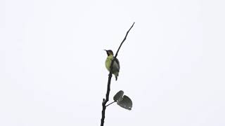 Garden sunbird Cinnyris jugularis sunbird gardensunbird birds birdwatching nature [upl. by Bordie]