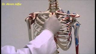 Osteology of thoracic cage Sternum [upl. by Blanchard885]