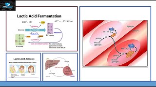 Lactic Acid Fermentation  Detailed [upl. by Mansfield321]