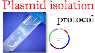 Plasmid isolation protocol [upl. by Aziram530]