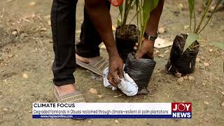 Climate Focus Degraded farmlands in Obuasi reclaimed through climateresilient oil plantations [upl. by Vinni377]