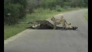 First EVER quotLion KILLS Giraffequot Caught on Tape [upl. by Anirehtac]