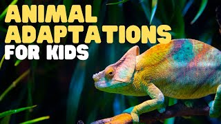 Animal Adaptations for Kids Learn about physical life cycle and behavioral adaptations of animals [upl. by Ful]