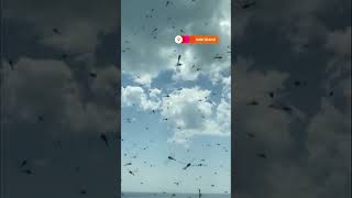 Dragonflies swarm near Misquamicut Beach in Rhode Island  REUTERS [upl. by Aninaj]