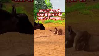 हार जानें के डर से बेहतर है कि जीत की कोशिश में मर जाना animal motivation sorts [upl. by Knipe525]