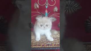 Cute Exotic Kitty Bonita [upl. by Chapa]