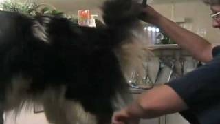 Grooming the rough collie pt 1 of 5 [upl. by Marquita]