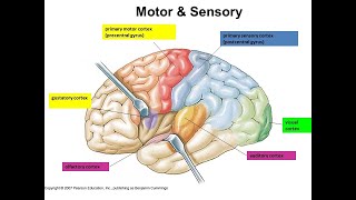 Cortex Sensory Motor and Association Areas of brain  Brain Anatomy Anatomy of the Human Brain [upl. by Anna-Diana]